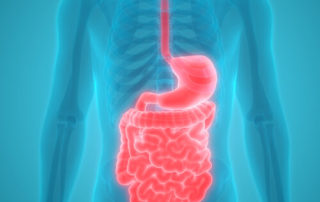 human digestive system anatomy 3d