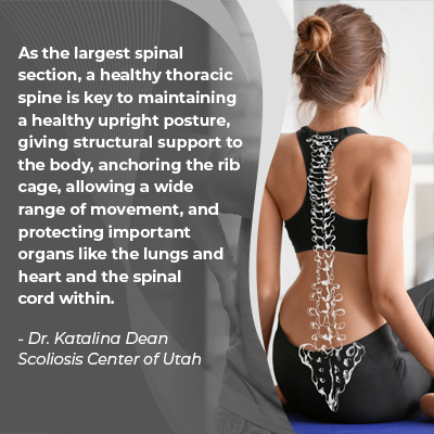 A visual representation of the quote from the text starting with “As the largest spinal section"